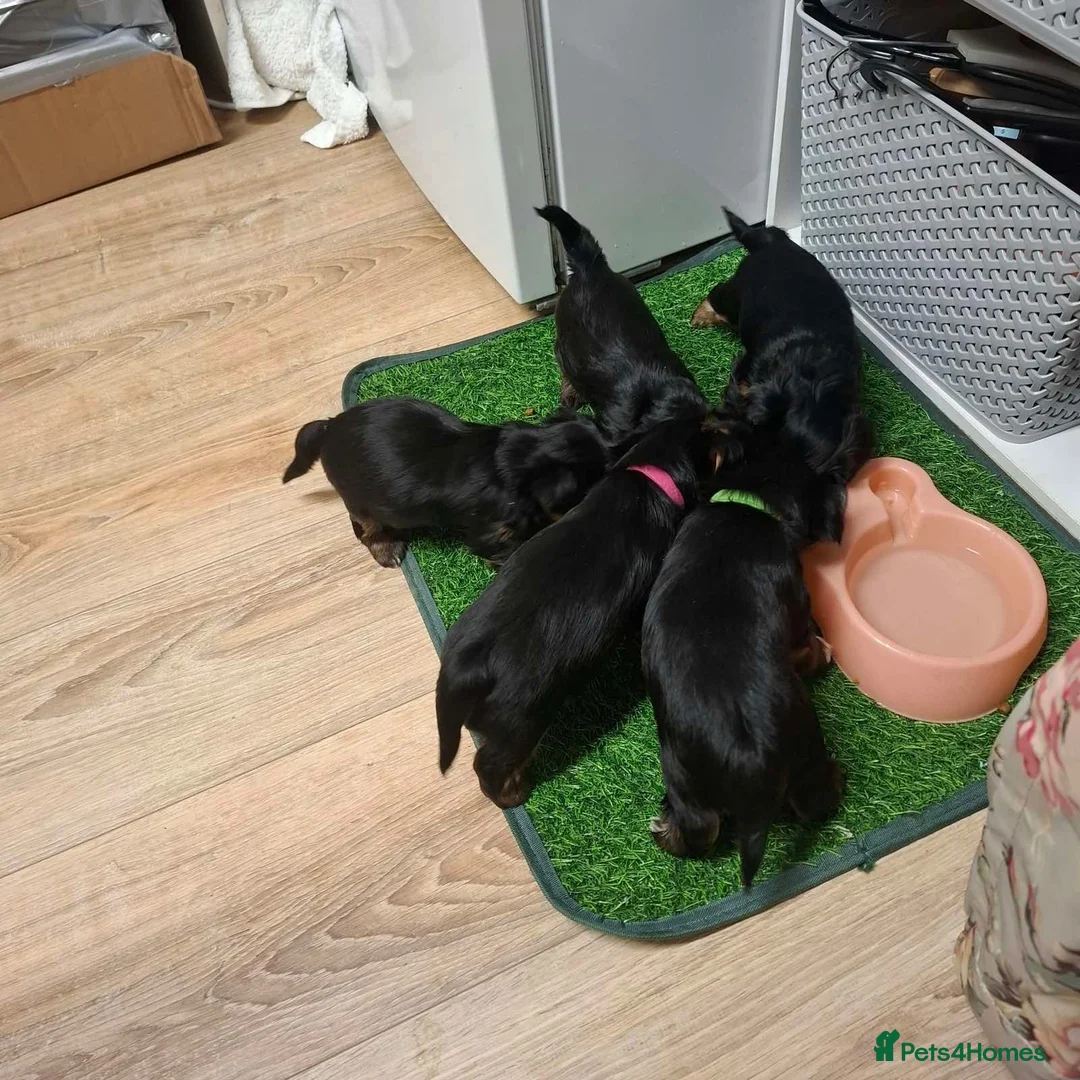 Yorkshire Terrier dogs for sale: Beautiful Yorkshire Terrier Puppies 2 Girls 3 Boys in Gateshead - Advert 2