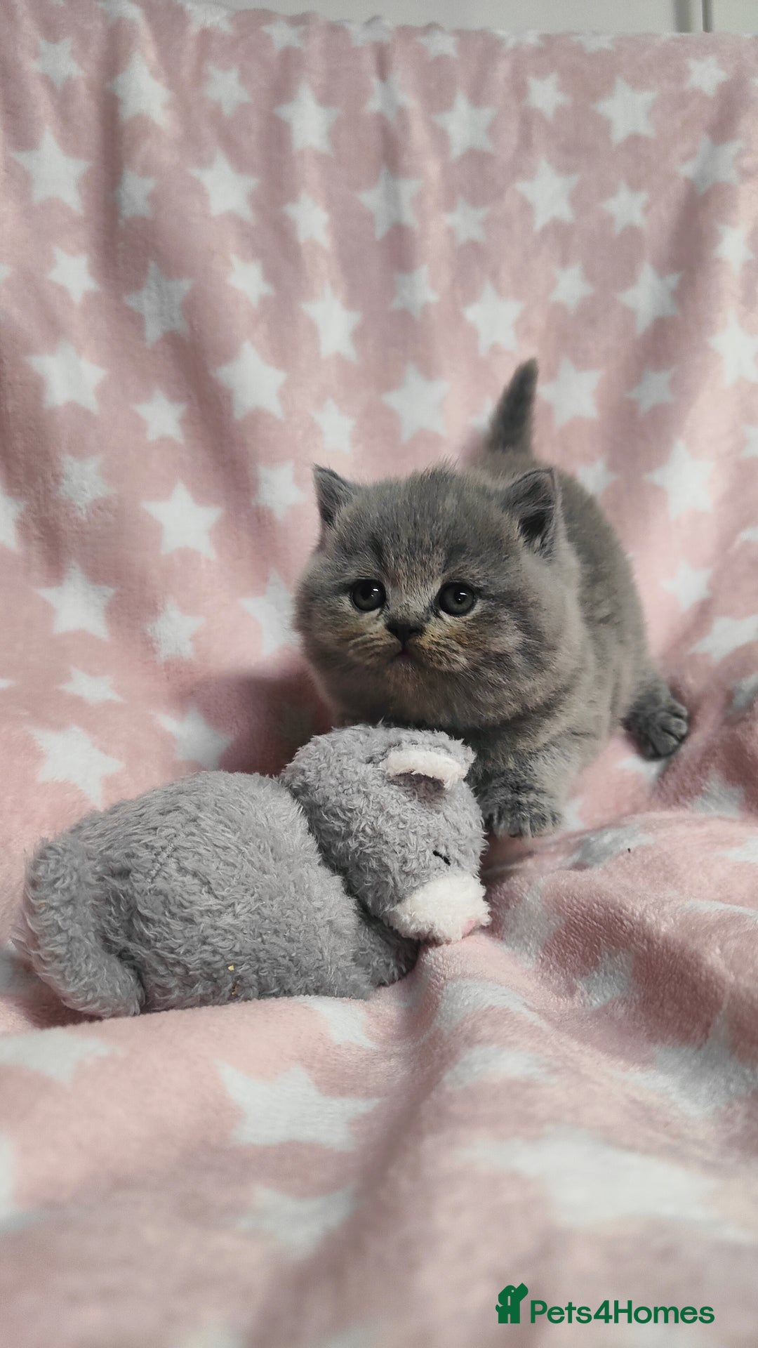 British Shorthair cats for sale: GCCF Registered Chunky British Shorthair Kittens  - Advert 15