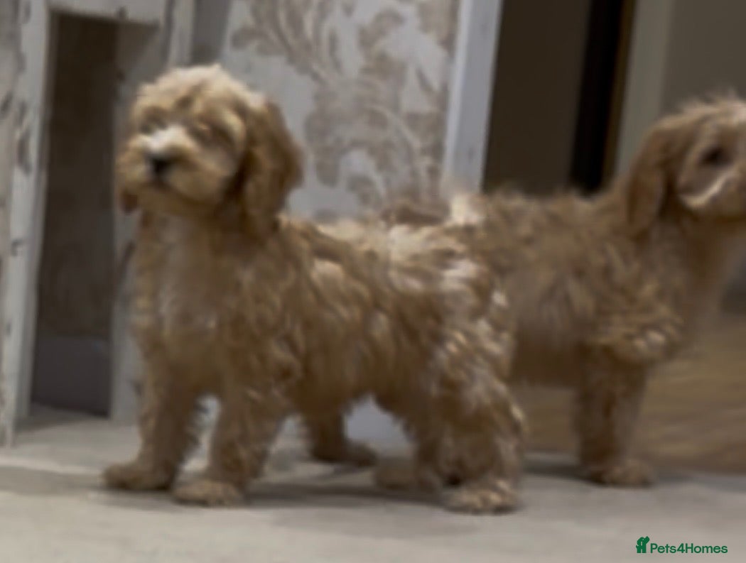 Cockapoo dogs Gorgeous F1 Cockapoo Puppies READY NOW - Advert 1