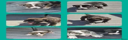Mixed Breed dogs for sale: Border collie cross pups  - Advert 8