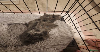 British Shorthair cats - Advert 2