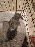 British Shorthair cats - Advert 2