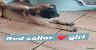 Bullmastiff dogs - Advert 11