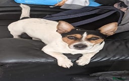 Jack Russell dogs for stud: Stud  - Image 12