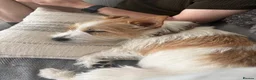 Jack Russell dogs for sale: Benji in Maidstone - Advert 3
