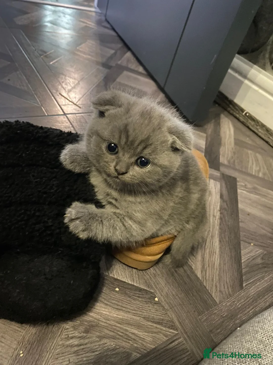 British Shorthair cats for sale: British shorthair snd scottish fold  - Advert 6