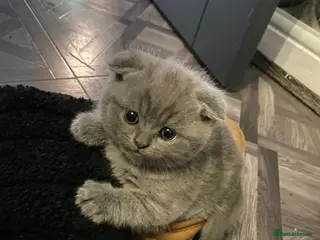 British Shorthair cats British shorthair snd scottish fold - Advert 14