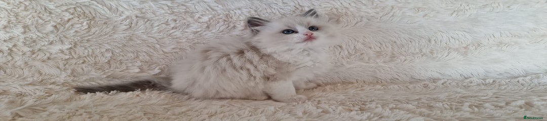 Ragdoll Kitten 4