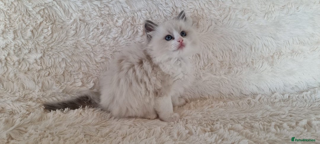 Ragdoll cats for sale: 💞BEAUTIFUL FULL PEDIGREE TICA RAGDOLL KITTENS 💞 - Image 13