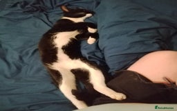 Mixed Breed cats for sale: 21 month old male cat for new home  - Image 4