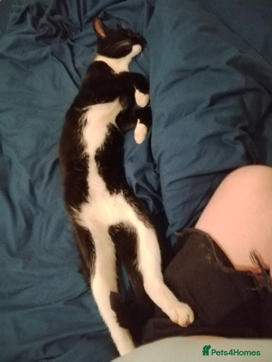 Mixed Breed cats for sale: 21 month old male cat for new home  - Image 4