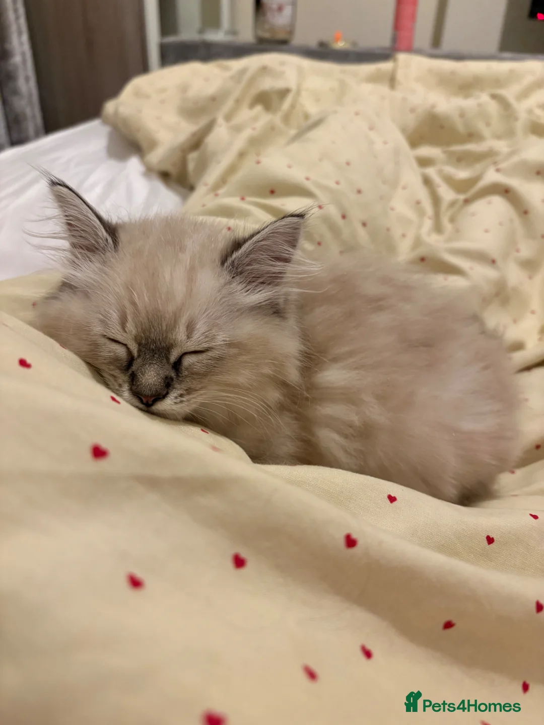 Ragdoll cats for sale: Girl Ragdoll kitten - Advert 1