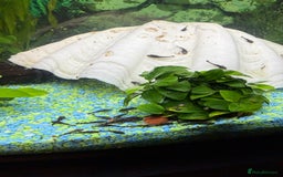 Catfish fish for sale: Baby bristlenose black catfish  - Image 1