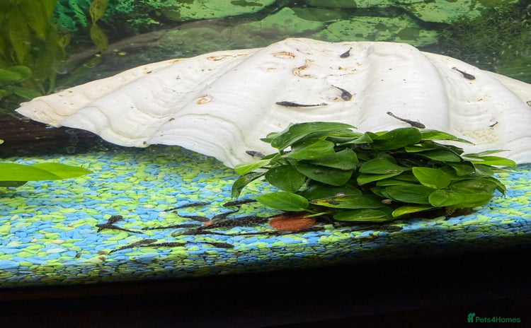 Catfish fish - Advert 1