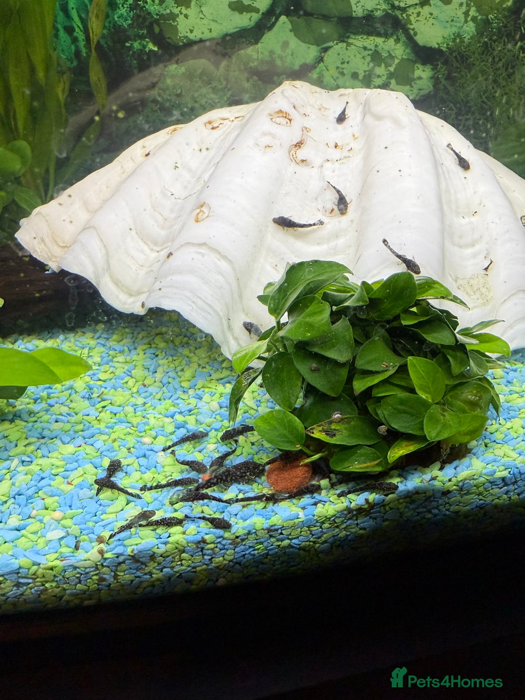 Catfish fish for sale: Baby bristlenose black catfish  - Image 1