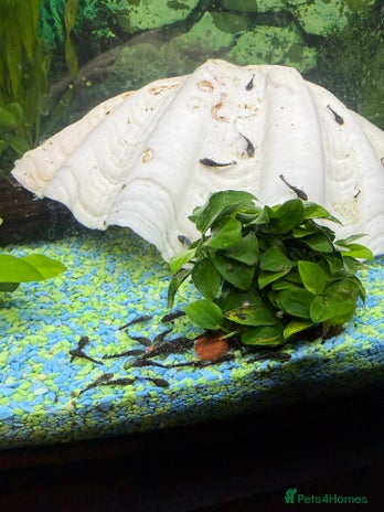 Catfish fish - Advert 1