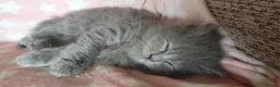 British Longhair cats for sale: Beautiful long haired kittens - Advert 9