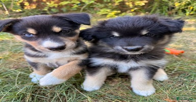 Pomsky dogs - Advert 1