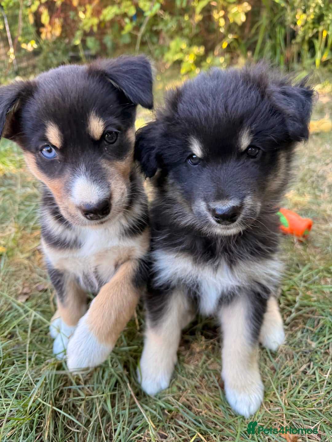 Pomsky dogs for sale: F4❗️READY 🏡 (brown/ bi eyed) REDUCED 💫  - Image 4