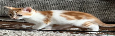 Mixed Breed Kitten 1