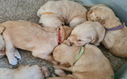 Golden Retriever dogs for sale: Golden Retriever puppies - Image 3