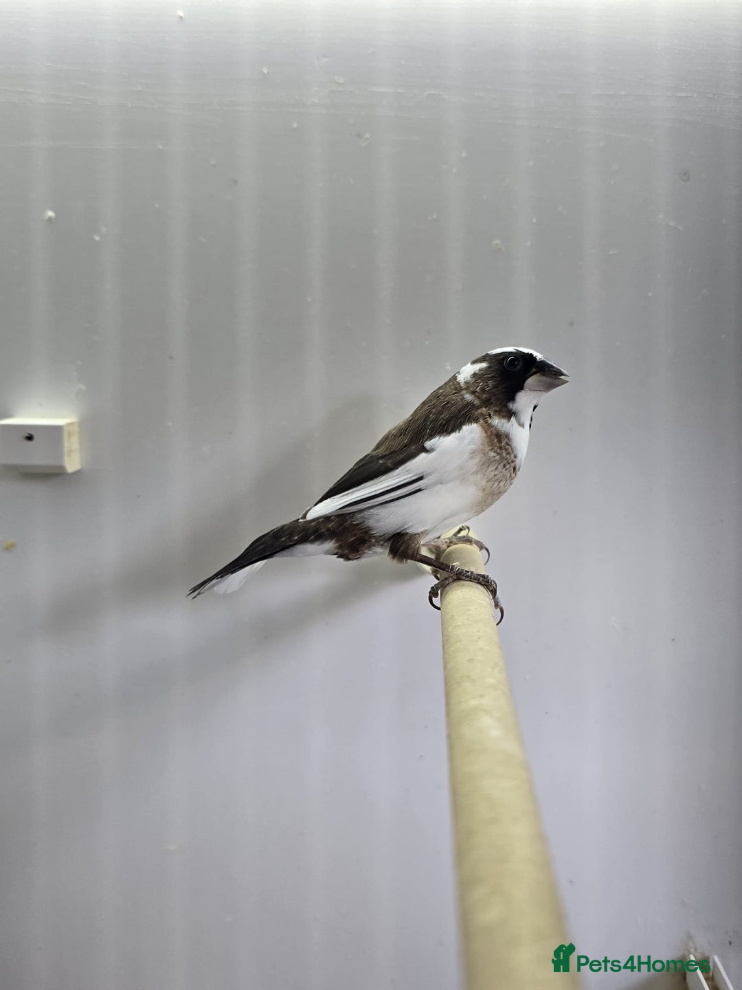 Finches birds for sale: Bengalese and zebra finch  - Image 6