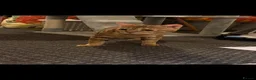 Bengal cats for sale: 2 year old male bengal for sale  - Advert 2