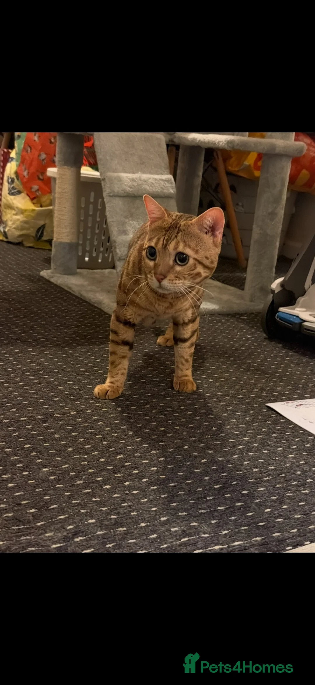 Bengal cats for sale: 2 year old male bengal for sale  - Advert 2