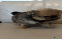German Spitz dogs for sale: KC Reg Show Type German Spitz (Klein) For Sale. - Image 9