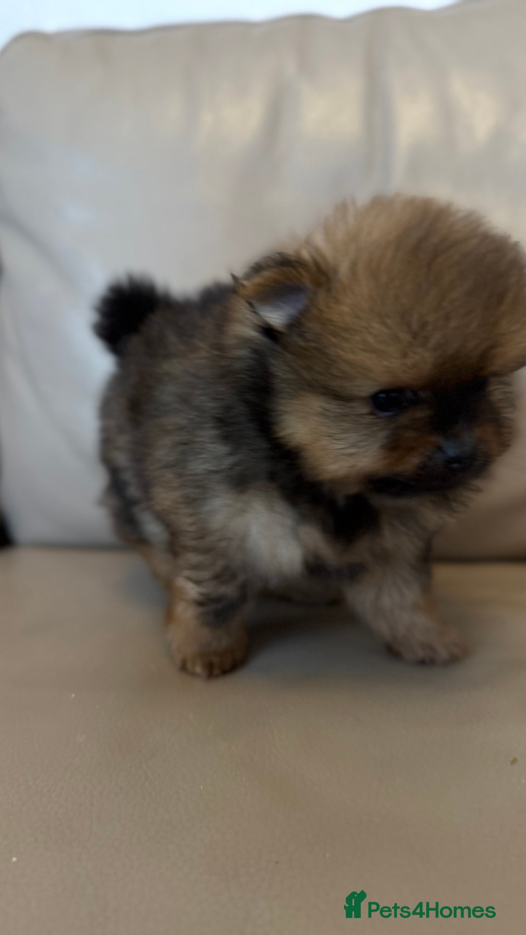 German Spitz dogs for sale: KC Reg Show Type German Spitz (Klein) For Sale. - Image 9