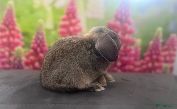 Mini Lop rabbits - Advert 16