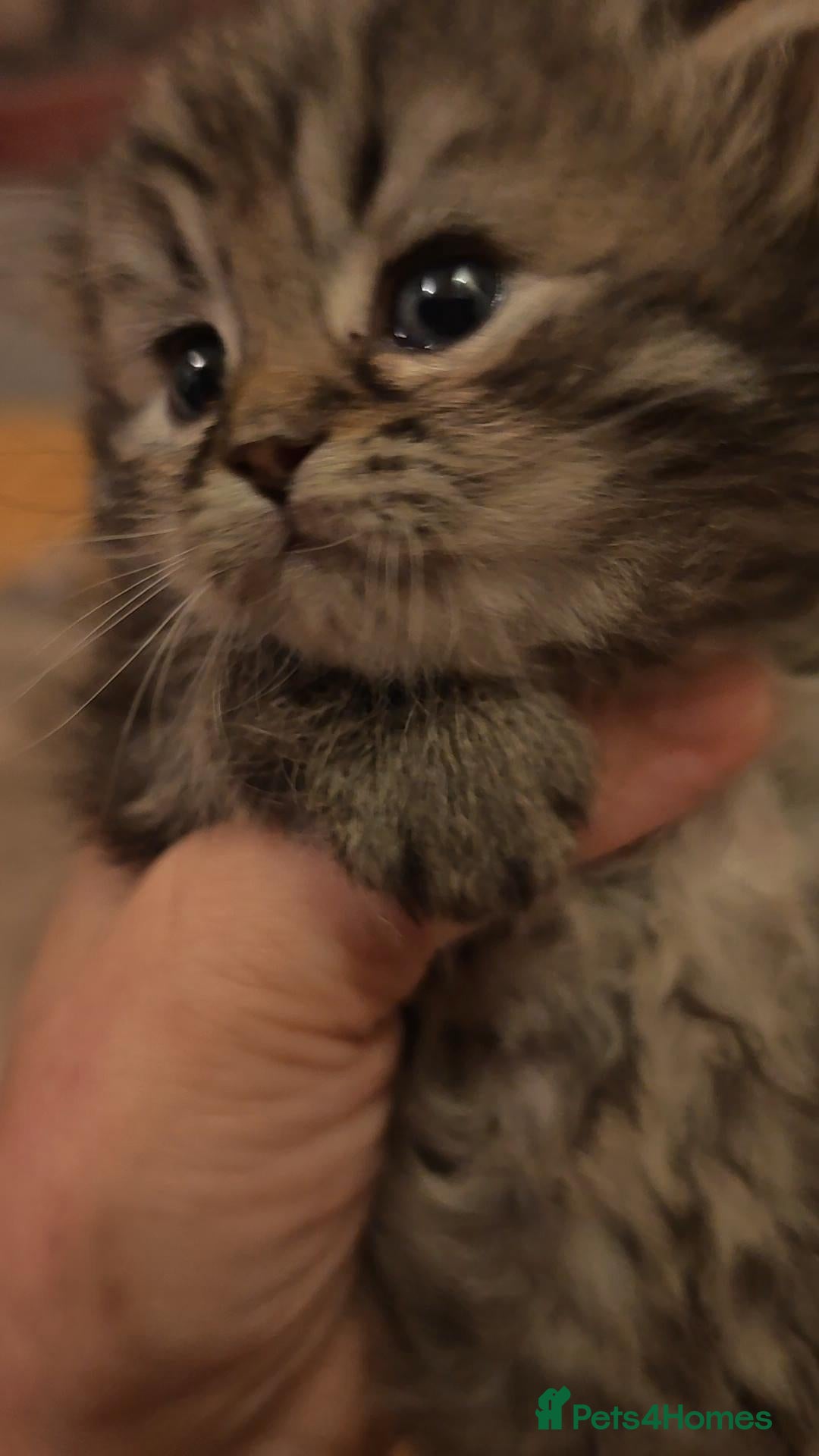Siberian cats for sale: Siberian GCCFxGolden Chinchilla GCCF - Advert 4