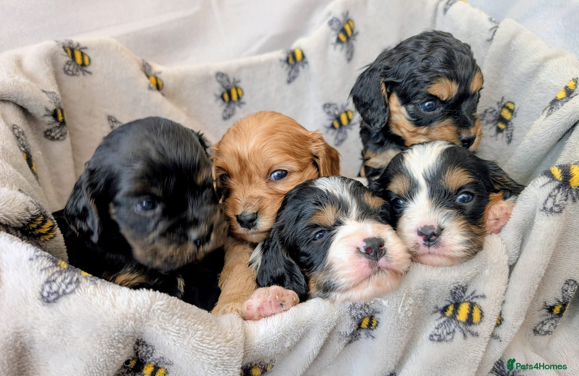 Cavapoo dogs Pretty CAVAPOO pups. Health tested parents - Advert 1