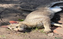 Savannah cats for sale: STUNNING SAVANNAH girl F5 sbt pure pedigree  - Image 11