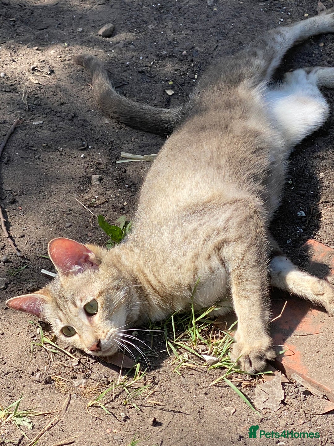 Savannah cats for sale: STUNNING SAVANNAH girl F5 sbt pure pedigree  - Image 11