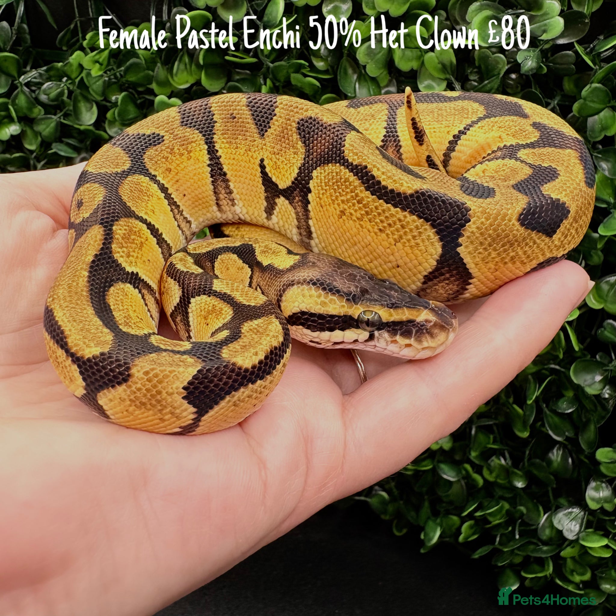 Python Snake reptiles for sale: Juvenile Ball Pythons - Advert 3