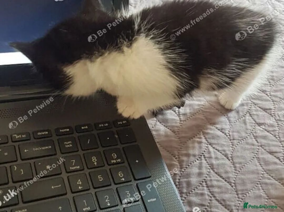 Mixed Breed cats for sale: Sweet 3‑month boy kitten – ready for her new home. - Advert 9