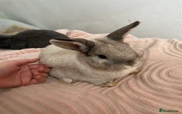 Netherland Dwarf rabbits for sale: 2 female rabbits must be kept together! - Advert 3