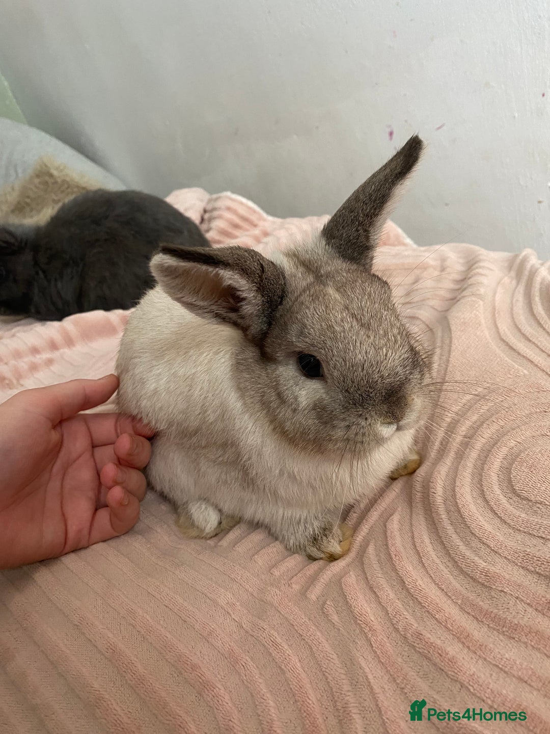 Netherland Dwarf rabbits for sale: 2 female rabbits must be kept together! - Advert 3