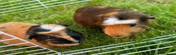 Guinea Pig rodents for sale: Two male guinea pigs  in Houghton le Spring - Advert 1