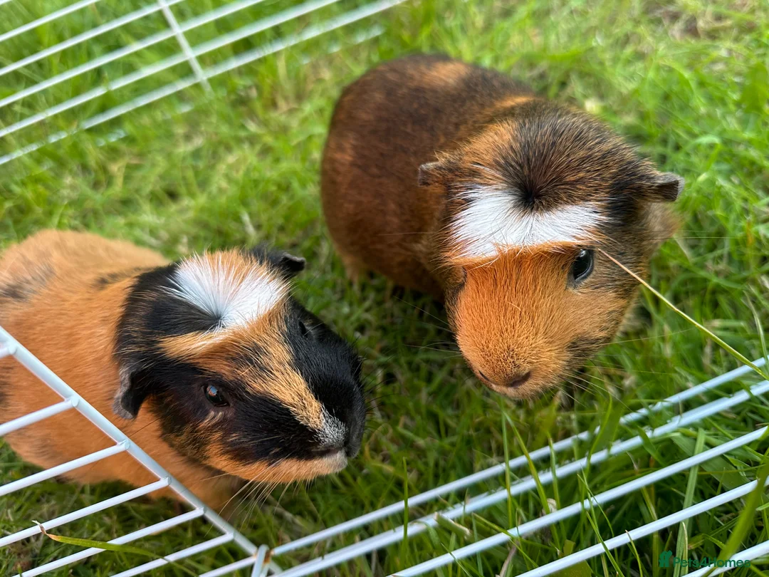 Guinea Pig rodents for sale: Two male guinea pigs  in Houghton le Spring - Advert 1