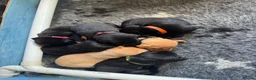 Labrador Retriever dogs for sale: KC Reg Health Tested Labrador Pups in Shipston-on-Stour - Advert 4