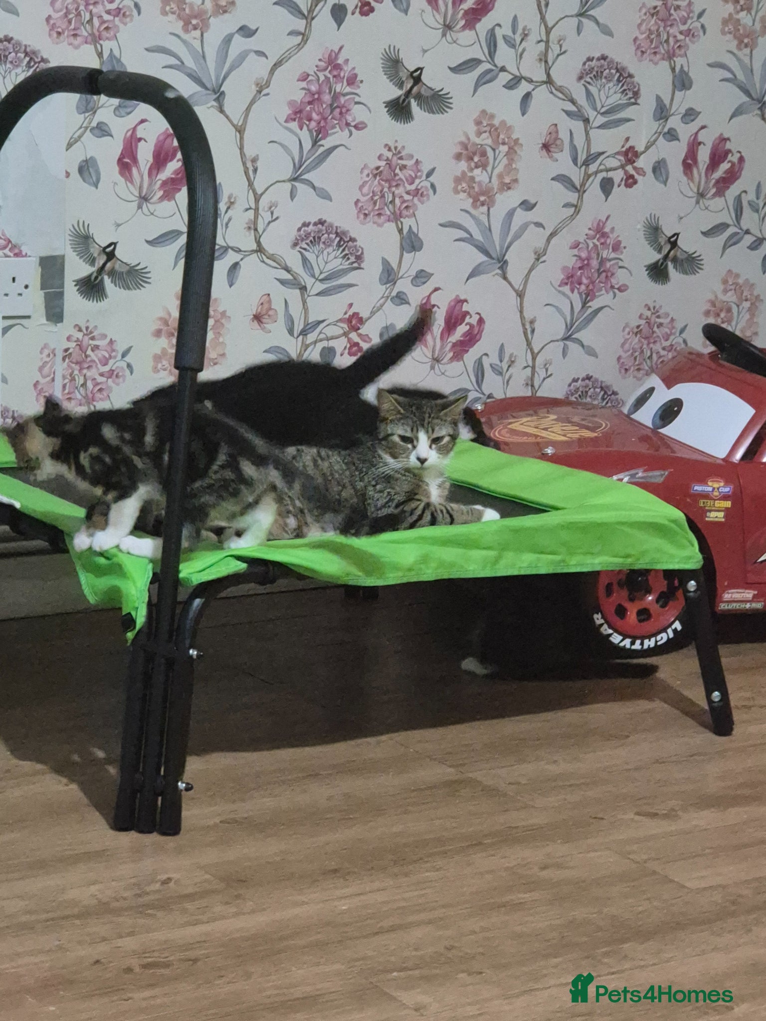British Shorthair cats for sale: X2 mummys with kittens in London - Advert 3