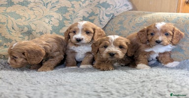 Cockapoo dogs - Advert 14