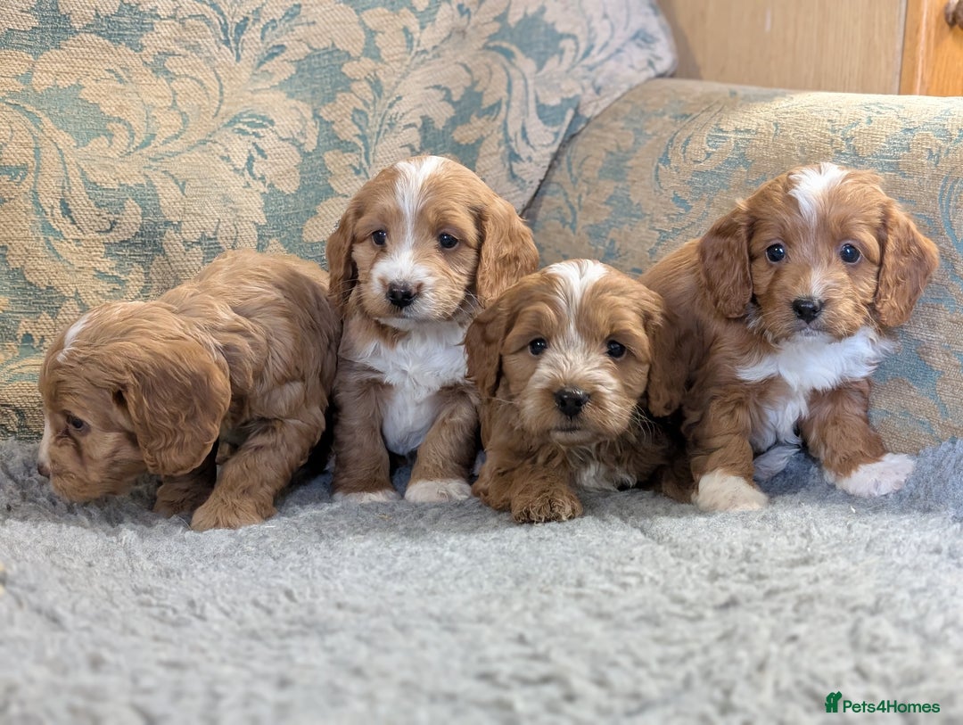 Cockapoo dogs for sale: Stunning red and golden F1 female cockapoo puppies - Image 3