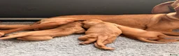 Hungarian Vizsla dogs for sale:     KC Hungarian Vizsla Puppies - Licensed ⭐ - Advert 6