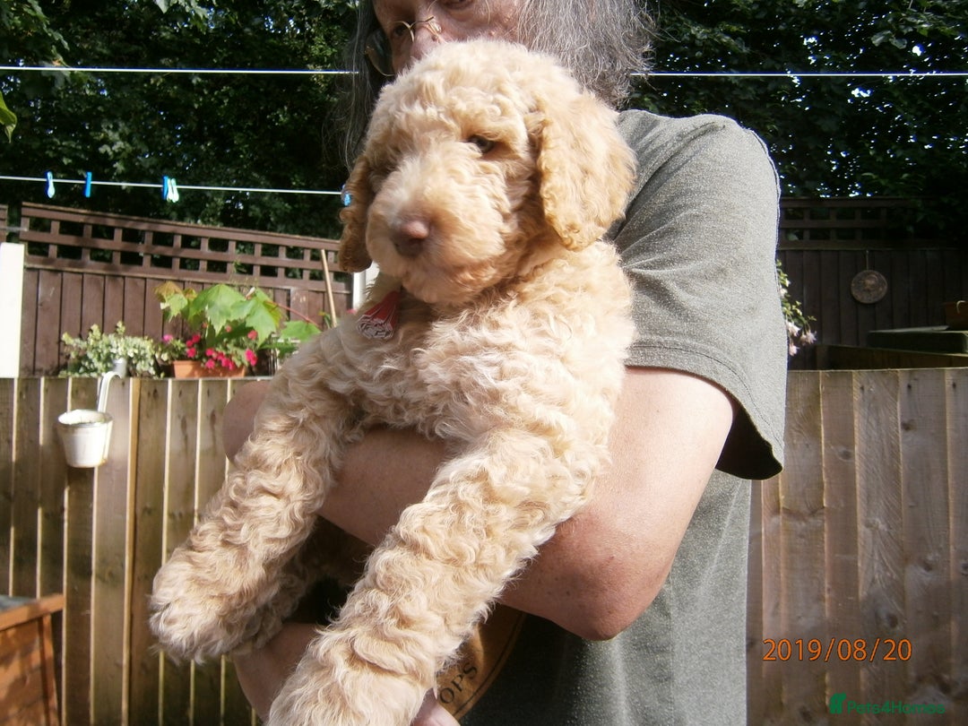 Labradoodle dogs for stud: PROVEN Healthy Labradoodle STUD - HYPOALLERGENIC   - Advert 28