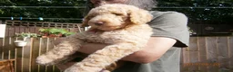 Labradoodle dogs for stud: PROVEN Healthy Labradoodle STUD - HYPOALLERGENIC   - Advert 29