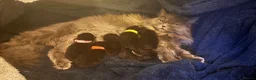 Mixed Breed cats for sale: Maine coon x Persian x kittens  - Advert 3