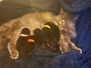 Mixed Breed cats Maine coon x Persian x kittens - Advert 2